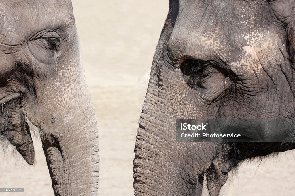 Elephant sprechen - Lizenzfrei Afrika Stock-Foto