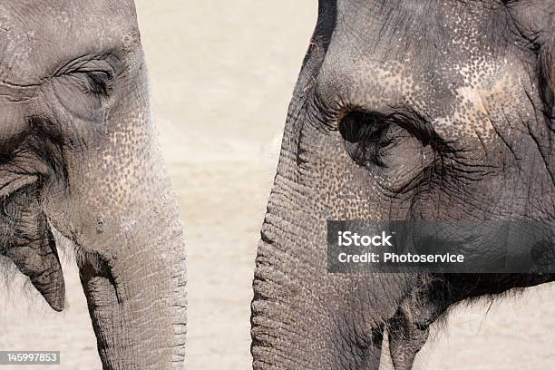 Elephant Sprechen Stockfoto und mehr Bilder von Afrika - Afrika, Afrikanischer Elefant, Dickhäuter