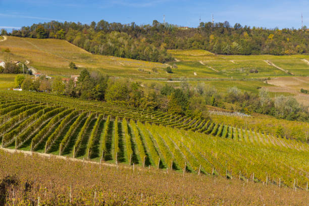 istock autumnal vineyards, Piedmont, Italy 1459979666