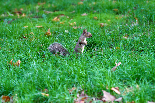 Squirrel in the Valentino Bompiani garden, Milan, Lombardy, Italy, at fall