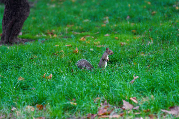 Squirrel in the Valentino Bompiani garden, Milan, Lombardy, Italy, at fall
