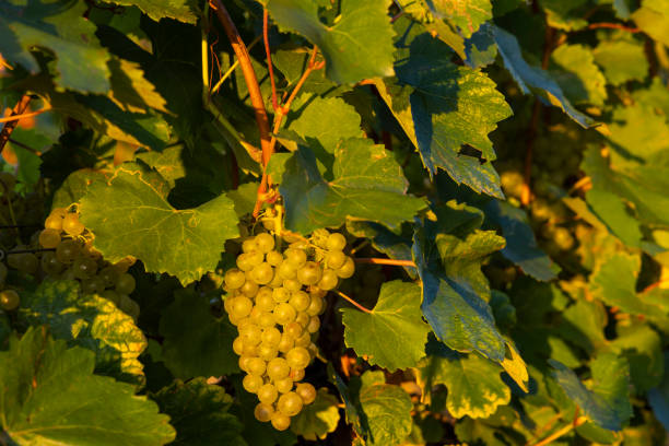 istock Grapes in Tokaj region, Great Plain, Hungary 1459980694