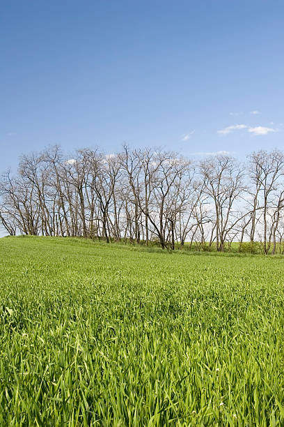 Vert herbe et bleu ciel paysage avec arbre - Photo