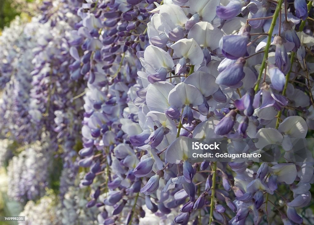 Fleurs de Glycine - Photo de Arbre en fleurs libre de droits