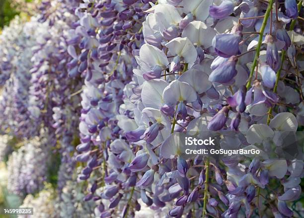 Flowering Czas Wisteria - zdjęcia stockowe i więcej obrazów Bliskie zbliżenie - Bliskie zbliżenie, Botanika, Elegancja