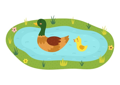 Mother duck with her baby duckling on the lake. Pond with birds print in cartoon style. Farm animals at their home poster. Vector illustration