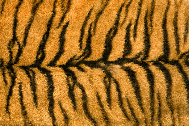 istock Skin's texture of tiger 145998334