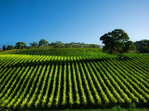 vivaci vineyard - barossa valley foto e immagini stock