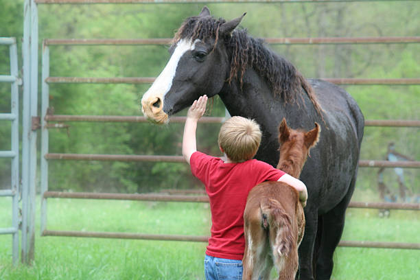 pals - foal child mare horse fotografías e imágenes de stock