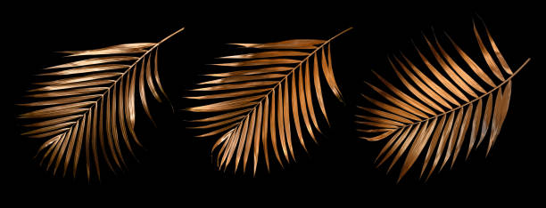 istock Tropical leaves gold and black, can be used as background(palm,coconut)clipping path 1459984658