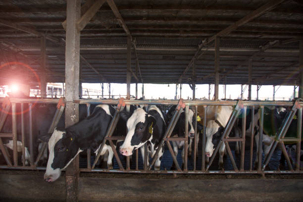 Shot of a herd of cows in an enclosure at a dairy farm