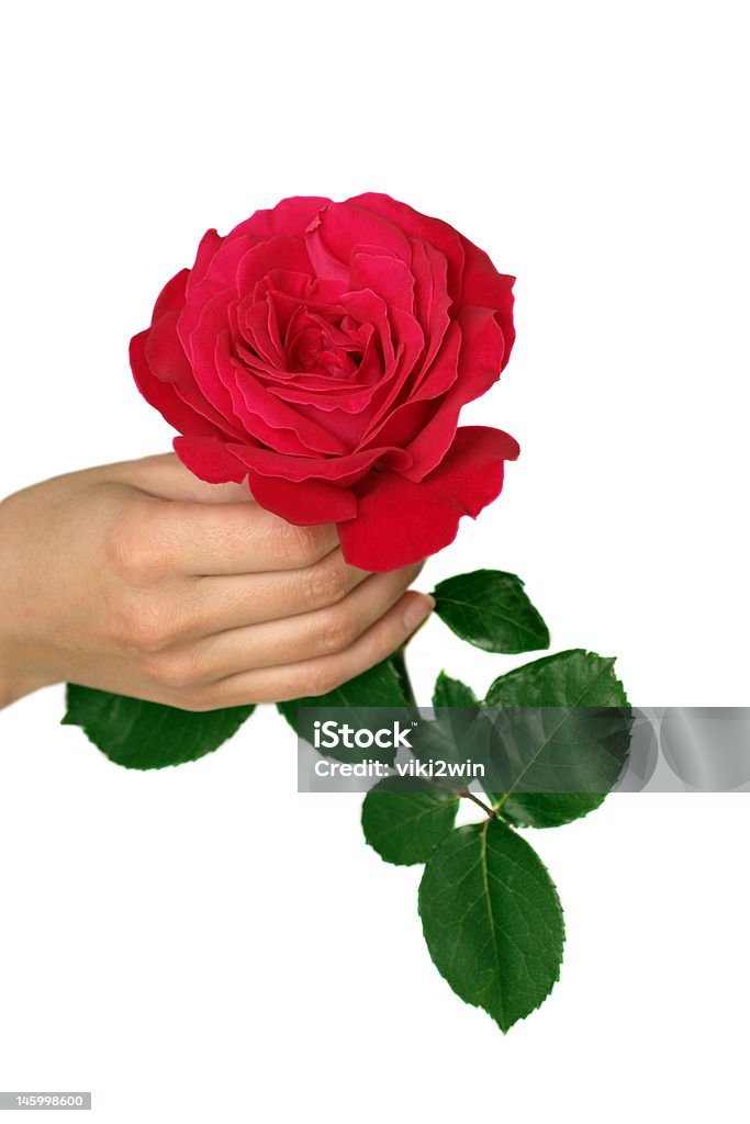I love you! hand holding beautiful red rose. Isolated on white. Flower Stock Photo