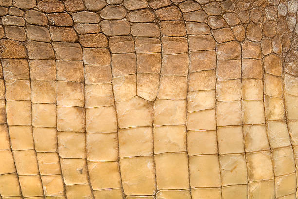 istock Skin's texture of crocodile 145998694