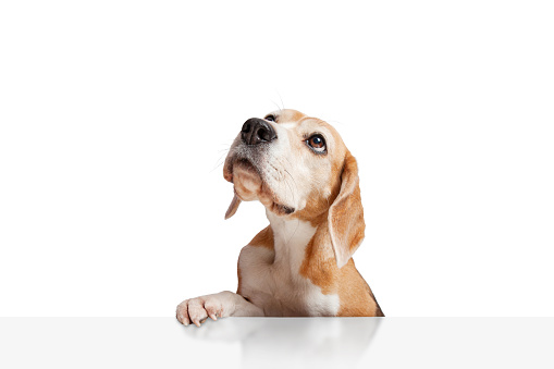 A beagle dog looking up attentively with paws laying over white table. Isolated on white background. Copy space. Suitable for collage and banner making and any other design