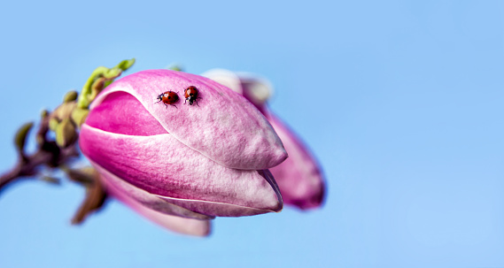 Spring. Two ladybugs on a pink magnolia flower on a blue background close-up.