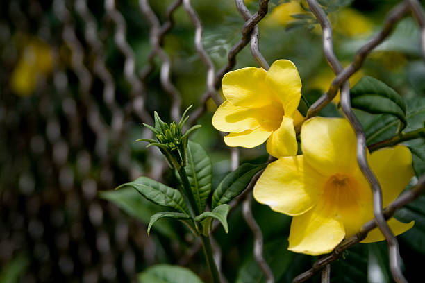 Blumen über Zaun – Foto