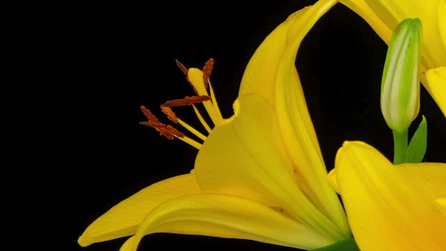Macro time lapse blooming yellow Orienpet Lily flower, isolated on pure black background