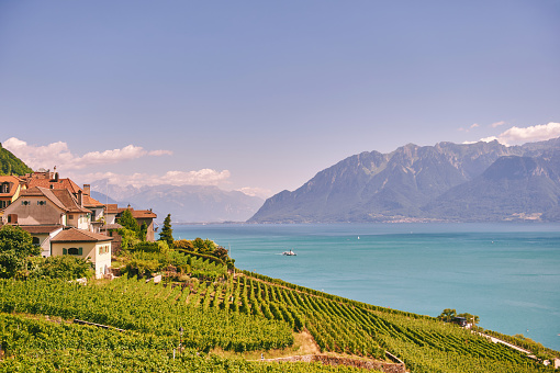 Vineyard terraces at Lake Geneva in summer, Lavaux, Vaud, Switzerland
