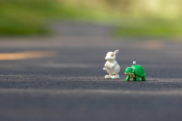 schildkröte und hase - landschildkröte stock-fotos und bilder