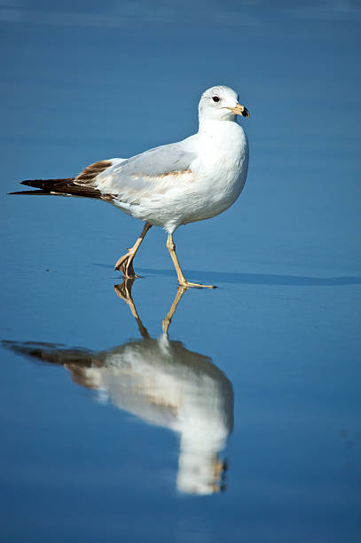 Gull on the Beach stock photo