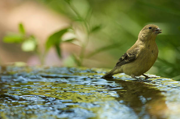 Bird in Bath stock photo