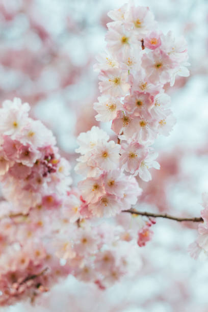 istock Blooming tree with light pink flowers close up. 1459996798