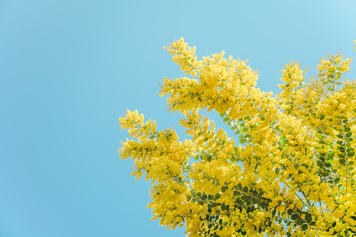 Blooming goldenrod plant isolated on white background