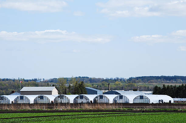 istock Row of large greenhouses 145999748