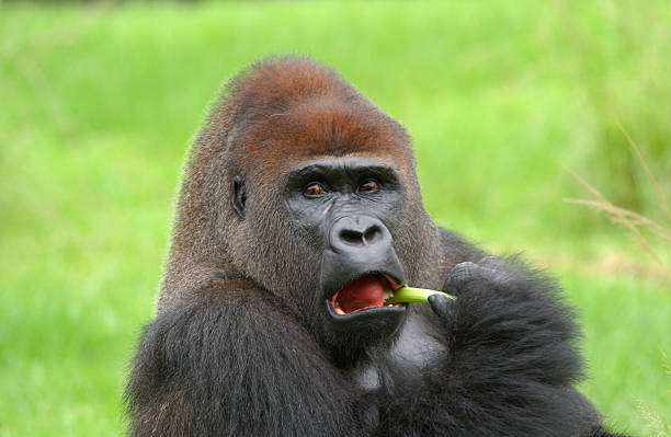 gorila. prados de macho - gorilla zoo animal silverback gorilla imagens e fotografias de stock