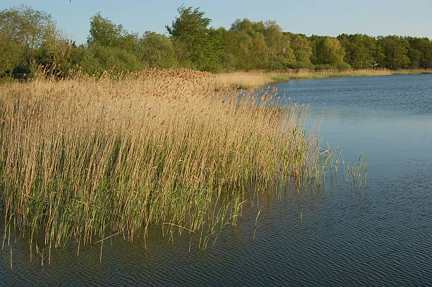 istock reed, city of binz 145999828