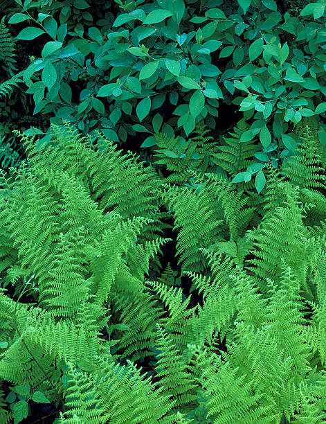 fern bed stock photo