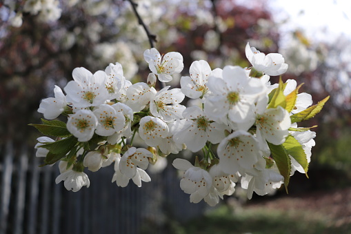 Beauty white Cherry blossom in the garden