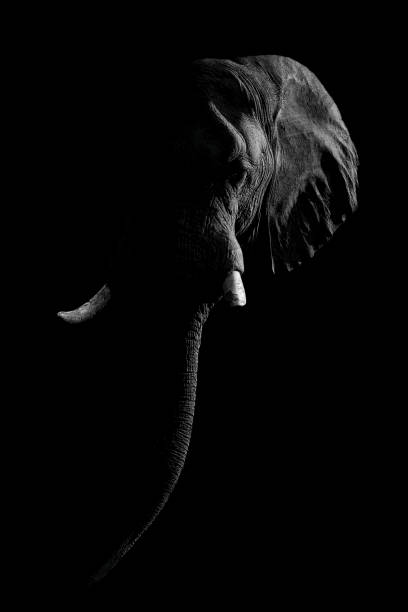istock Mono African bush elephant against dark background 1459999764