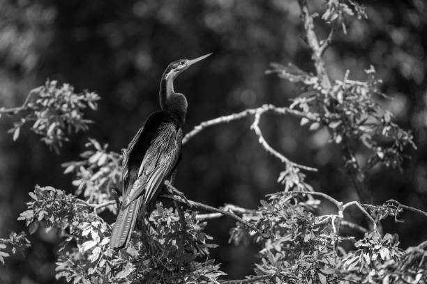 Mono African darter with catchlight on branch