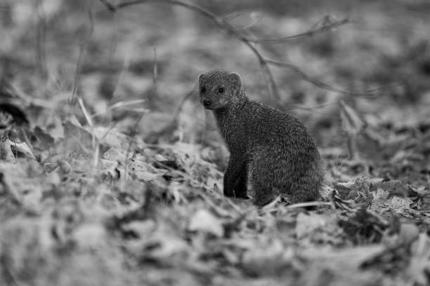 istock Mono banded mongoose stands turning towards camera 1459999811