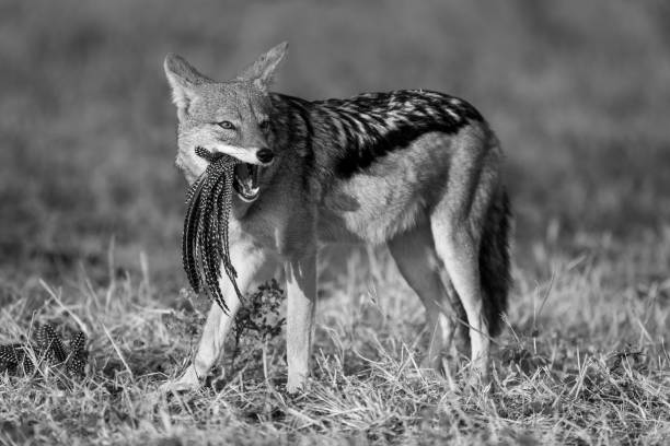 Taken in the Okavango Delta, Botswana