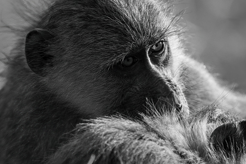 Mono close-up of chacma baboon with catchlight