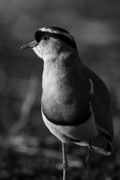 istock Mono close-up of crowned lapwing turning head 1459999841
