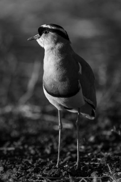 istock Mono crowned lapwing in sunshine turning head 1459999850