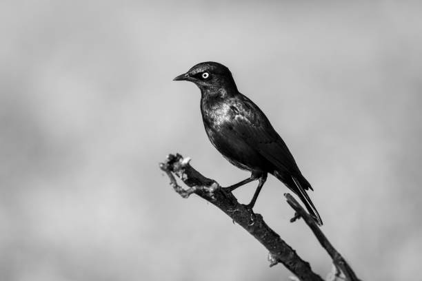 istock Mono greater blue-eared starling on branch staring 1459999860