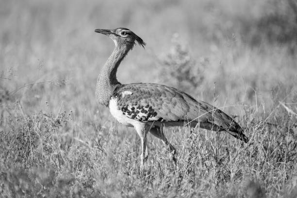 Mono kori bustard with catchlight crosses savannah