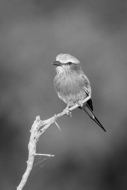 istock Mono lilac-breasted roller eyes camera from branch 1459999934