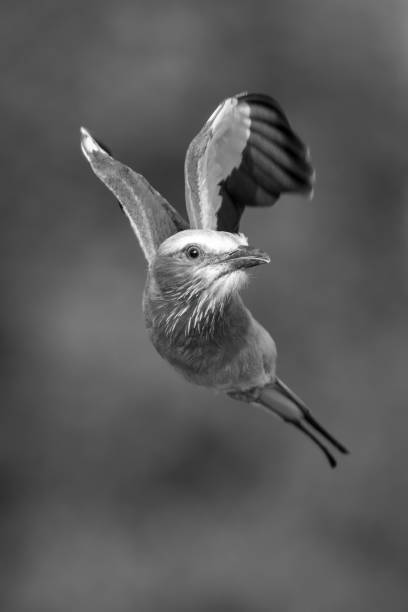 istock Mono lilac-breasted roller flies towards camera turning 1459999949