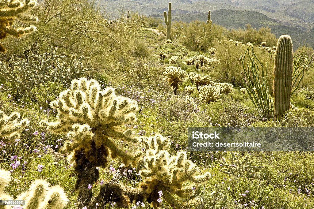 Cactos do deserto e flores silvestres - Foto de stock de Flor royalty-free