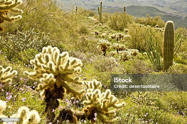Foto de Cactos Do Deserto E Flores Silvestres e mais fotos de stock de Flor - Flor, Phoenix - Arizona, Verão