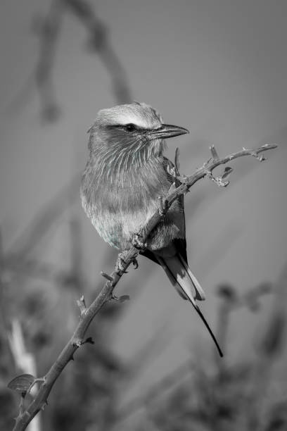 istock Mono lilac-breasted roller on branch turns head 1460000019