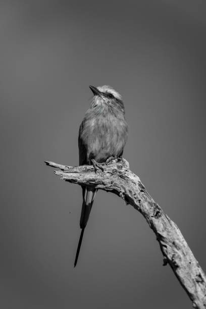 istock Mono lilac-breasted roller on branch with catchlight 1460000026