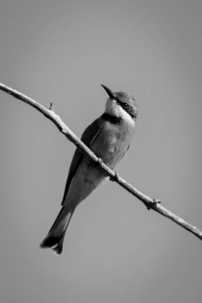 istock Mono little bee-eater cocks head on branch 1460000076