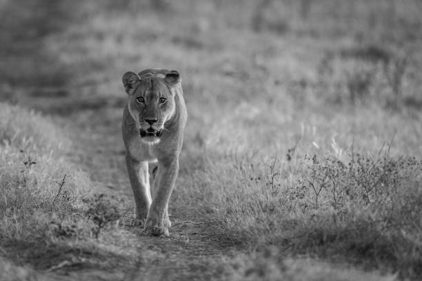 istock Mono lioness walks towards camera along track 1460000103