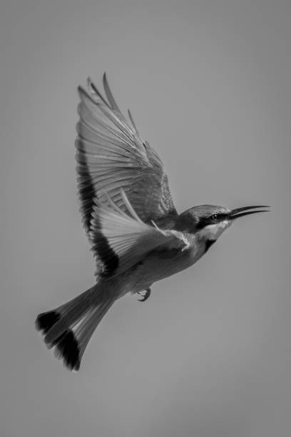istock Mono little bee-eater flaps wings in sky 1460000198